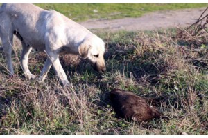 Edirne'de 8 yavru köpek yakılarak öldürülmüş halde bulundu