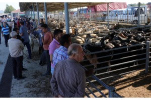 Edirne’de canlı hayvan pazarları 2 hafta kapalı kalacak