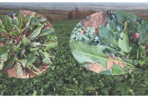 Kanola’da Kimyasal Yolla Yabancı Ot Mücadelesi Başladı