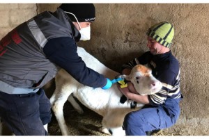 Kofçaz’da şap aşılama kampanyası başladı