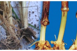 Malkara Ziraat Odası; “Buğday ve Arpada Kök & Kök Boğazı Çürüklüğü”yle Mücadele Yöntemlerini Anlattı