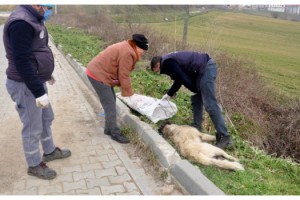 Malkara'da sokak köpeğini ayaklarını bağlayıp koydukları çuvalla dereye atarak, öldürdüler