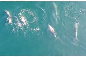 Marmara Denizi'nde yunusların dansı dronla görüntülendi