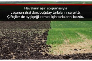 Sararan buğday tarlaları, ayçiçeğini bekliyor