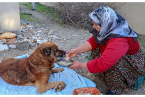 Veterinere götürülen köpeğin vücudunda yüzlerce saçma bulunduğu anlaşıldı