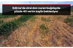 Edirne'de zirai don vuran buğdayda yüzde 40 verim kaybı bekleniyor