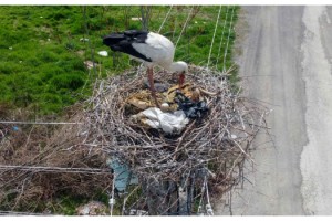 Elektrik direği, 7 yıldır leyleklerin yuvası