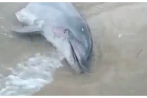 Enez sahiline gövdesi olmayan yunus başı vurdu