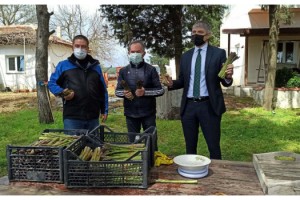 Keşan’da, ‘kuşkonmaz’ hasadı yapıldı