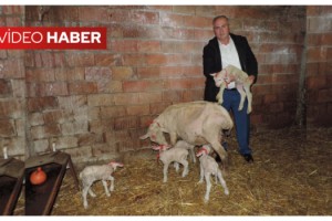 Malkara’da Merinos Cinsi Koyun Tek Seferde 5 Kuzu Doğurdu