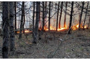 Tekirdağ'da orman yangını; 5 noktada çıktı