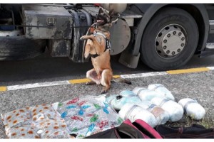 TIR'la yurda sokulan uyuşturucuyu 'Larissa' buldu