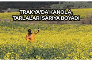 Trakya'da kanola, tarlaları sarıya boyadı