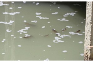 Çimendere'de toplu balık ölümleri tedirgin etti