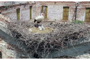 Edirne'de tarihi yapılar, leyleklere yuva oldu