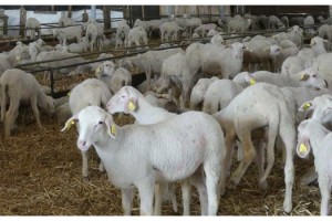 Kırklareli’de nüfus başına hedef 2 küçükbaş ve 1 büyükbaş hayvan varlığına ulaşmak