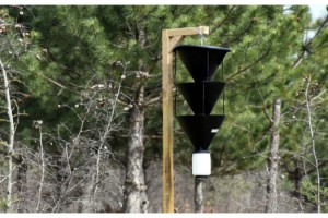 Ormanları kurutan '12 dişli kabuk böceği' ile kapanlı mücadele