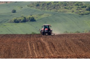 Tekirdağ'da tak kapanmada ayçiçeği ekimi