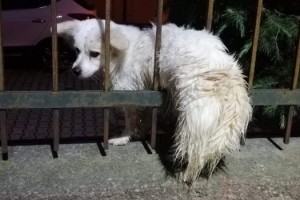 Demir parmaklıklara sıkışan köpeği itfaiyeciler kurtardı