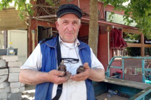 Fırtınada devrilen ağacın kovuğundaki yavru sığırcıkları sahiplendi