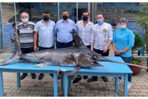 Saros Körfezi’nde yakalanan dev kılıç balığı ilgi gördü