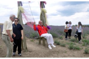 Huzurevi sakinleri lavanta tarlalarında