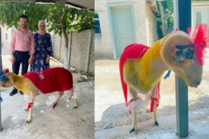 Lüleburgaz'da 'gelin koçu' geleneği sürüyor