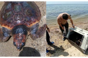 Saros’ta yaralı bulunan caretta carettaya tedavi