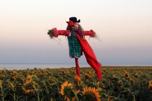 Tekirdağ'da ayçiçeği tarlasında foto safari