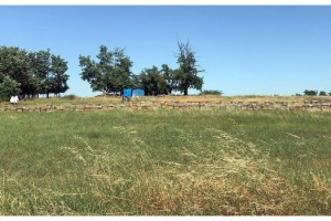 Tekirdağ'da çiftlik çalışanları arıların saldırısına uğradı: 1 ölü, 4 yaralı