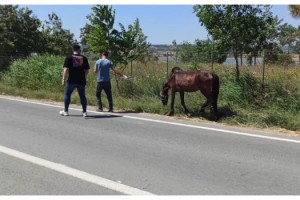 Yük taşımacılığında kullanılan yaşlı ata el koyuldu