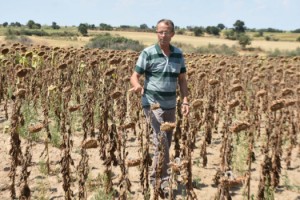Edirne'de kuraklık ayçiçeğini vurdu