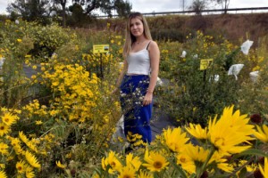 Ayçiçeği, genetiği değiştirilip hastalığa ve kuraklığa dayanıklı üretilecek