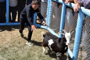Çocuklar oğlak yakalamak, büyükler yemek için yarıştı