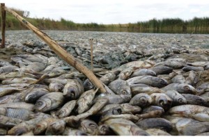 Gölette binlerce balık öldü; kirleten işletmeye 96 bin lira ceza kesildi