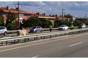 Mezbahaya götürülürken kaçan inek 4 saatte yakalandı