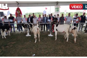 Tekirdağ DSYB, Karaevli Tarım Fuarında “Buzağı Güzellik Yarışması” Düzenledi