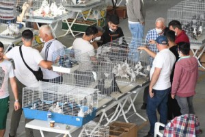 Tekirdağ'da Evcil Kanatlılar Fuarı'na yoğun ilgi