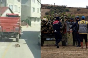Traktörün römorkuna bağladığı köpeği metrelerce sürükledi