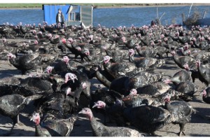 Yılbaşı hindisi 300 lira