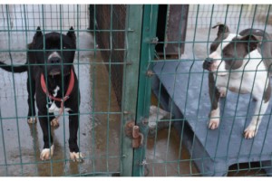 Edirne'de 'yasaklı ırk' köpekler için barınakta yer kalmadı