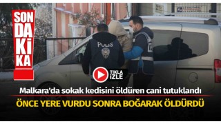 Malkara'da sokak kedisini öldüren kişi tutuklandı