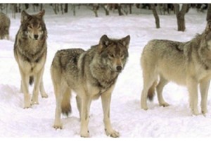 Kırklareli'nde besiciler kurt saldırılarına karşı uyarıldı