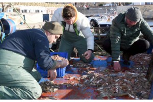 Tekirdağlı balıkçıların umudu karides