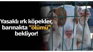 Yasaklı ırk köpekler, barınakta ölümü bekliyor