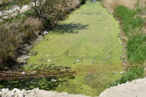 Bayır Deresi, kirlilikten yeşile büründü, üzeri çöplerle kaplandı