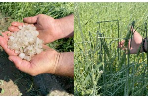 Edirne'de dolu yağışı buğday tarlalarına zarar verdi