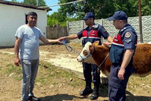 Jandarma, kayıp düveyi dronla buldu