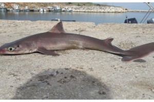 Oltasına camgöz cinsi yavru köpek balığı takıldı