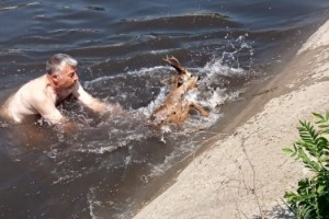 Sulama kanalına düşen karacayı, muhtar kurtardı